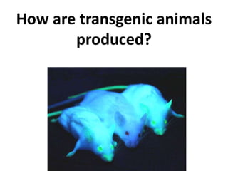 How are transgenic animals
produced?
 
