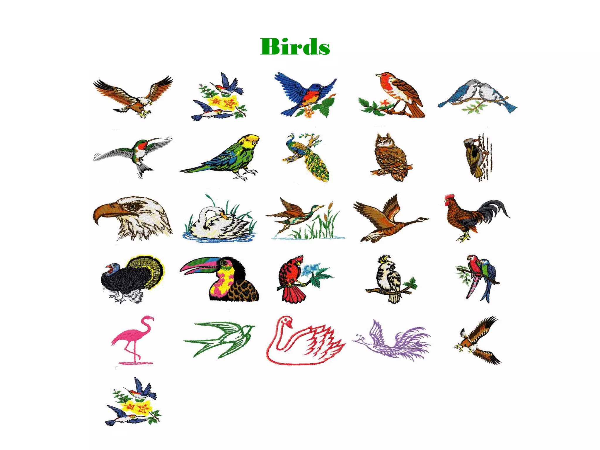 Dglhtakuache Bird 74 - g0m957q