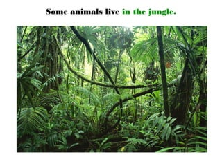 Some animals live in the jungle.
 