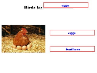Birds lay_______________
feathers
eggs
eggs
 