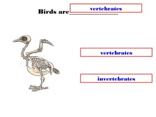Birds are_______________
invertebrates
vertebrates
vertebrates
 