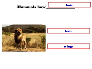 Mammals have_______________
wings
hair
hair
 