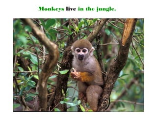 Monkeys live in the jungle.
 