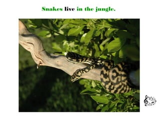 Snakes live in the jungle.
 