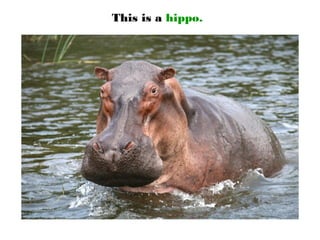 This is a hippo.
 