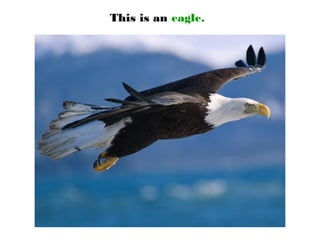 This is an eagle.
 