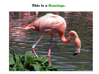 This is a flamingo.
 