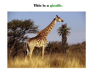 This is a giraffe.
 