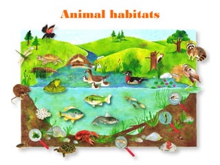 Animal habitats
 