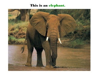 This is an elephant.
 