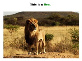 This is a lion.
 