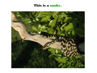 This is a snake.
 