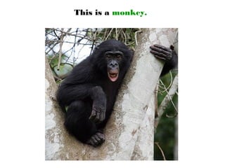This is a monkey.
 