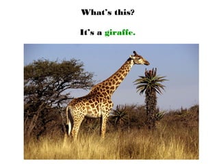 What’s this?
It’s a giraffe.
 
