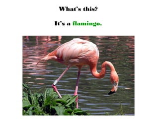 What’s this?
It’s a flamingo.
 