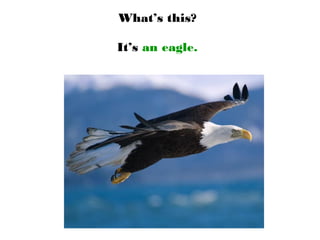 What’s this?
It’s an eagle.
 