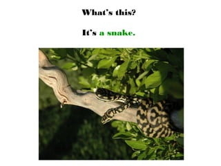 What’s this?
It’s a snake.
 