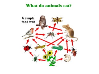 What do animals eat?
 