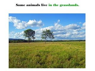 Some animals live in the grasslands.
 