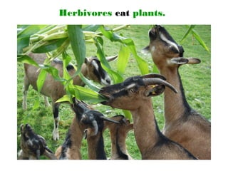 Herbivores eat plants.
 