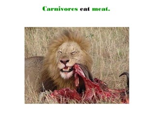 Carnivores eat meat.
 