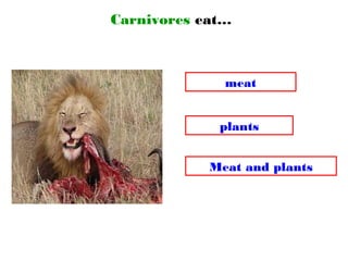 Carnivores eat…
Meat and plants
plants
meat
 