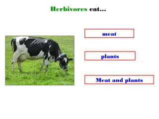 Herbivores eat…
Meat and plants
meat
plants
 