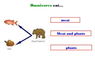 Omnivores eat…
plants
meat
Meat and plants
 