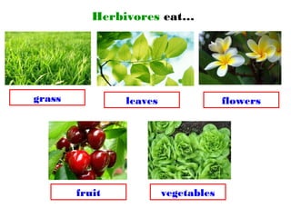 Herbivores eat…
grass leaves
fruit vegetables
flowers
 