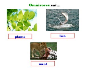 Omnivores eat…
plants
meat
fish
 