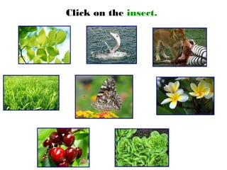 Click on the insect.
 
