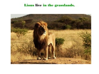 Lions live in the grasslands.
 