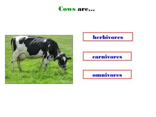 Cows are…
omnivores
carnivores
herbivores
 