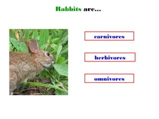 Rabbits are…
omnivores
carnivores
herbivores
 
