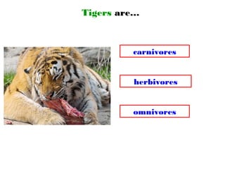 Tigers are…
omnivores
carnivores
herbivores
 