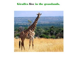 Giraffes live in the grasslands.
 