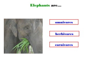 Elephants are…
omnivores
carnivores
herbivores
 