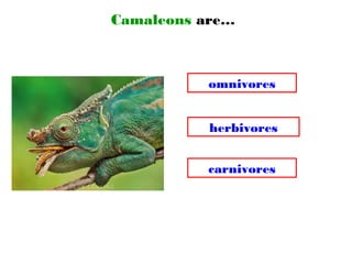 Camaleons are…
omnivores
carnivores
herbivores
 