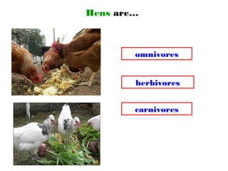 Hens are…
omnivores
carnivores
herbivores
 
