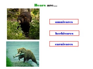 Bears are…
omnivores
carnivores
herbivores
 