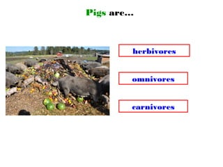 Pigs are…
omnivores
carnivores
herbivores
 