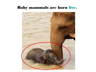Baby mammals are born live.
 