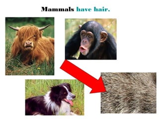 Mammals have hair.
 