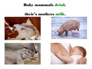 Baby mammals drink
their’s mothers milk.
 
