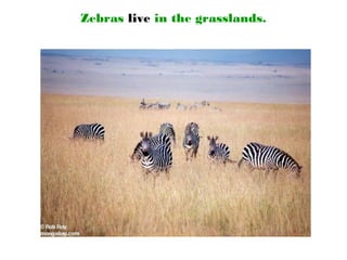 Zebras live in the grasslands.
 