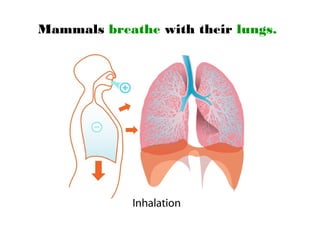 Mammals breathe with their lungs.
 