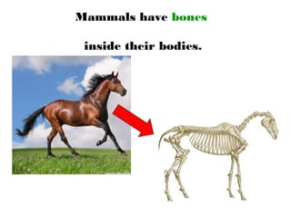 Mammals have bones
inside their bodies.
 