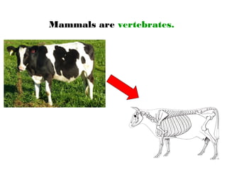 Mammals are vertebrates.
 