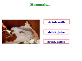 Mammals…
drink coffee
drink juice
drink milk
 