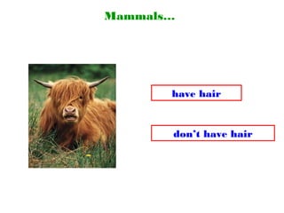 Mammals…
don’t have hair
have hair
 
